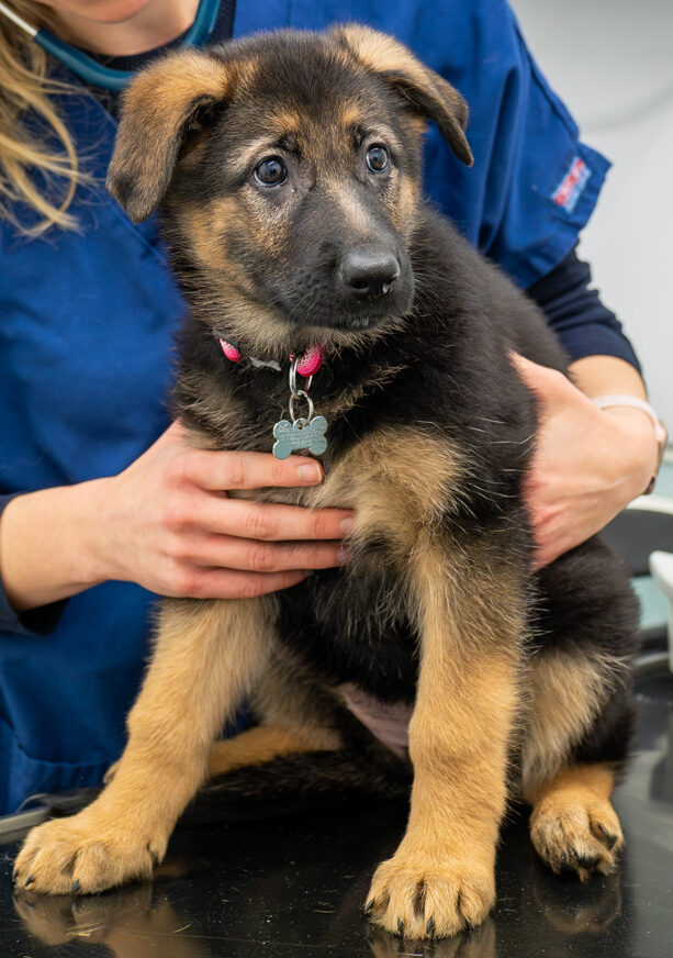 The Willows Veterinary Group - Hampton (Web) 029