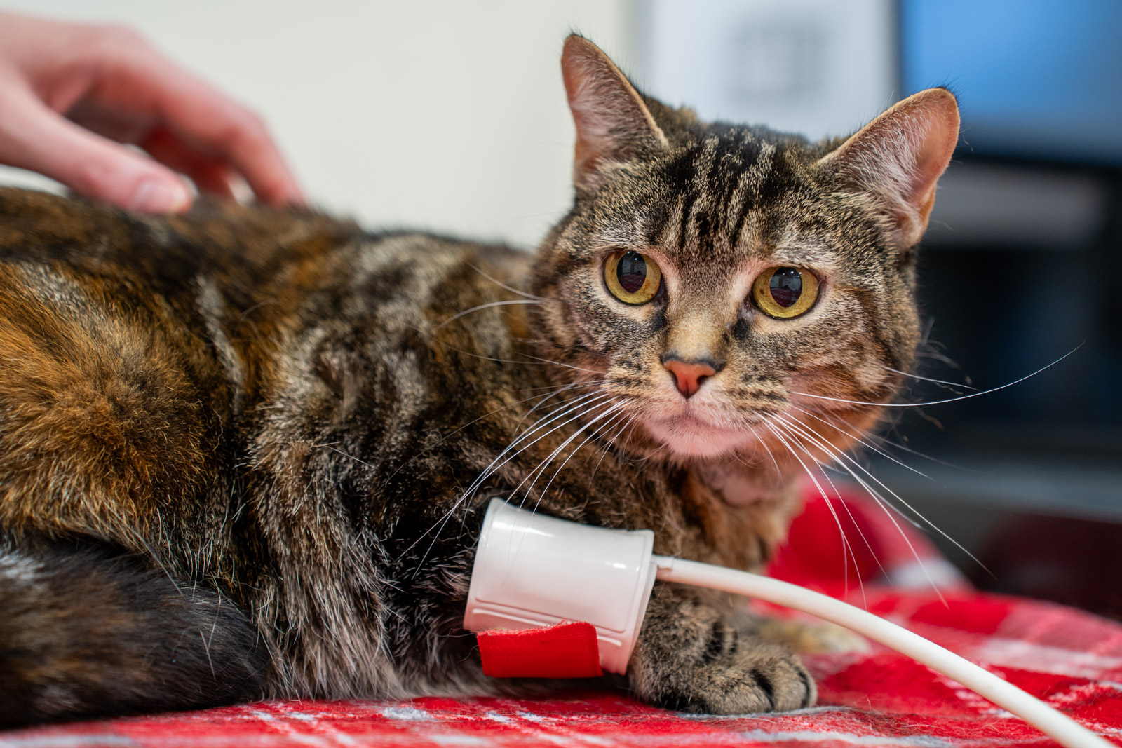 The Willows Veterinary Group - Lymm (Web) 049